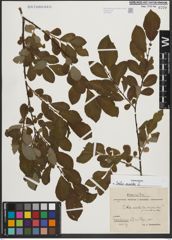 Foto von Salix aurita L.